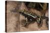 Phantasmal Poison Arrow Frog, Ecuador-Pete Oxford-Stretched Canvas