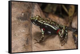 Phantasmal Poison Arrow Frog, Ecuador-Pete Oxford-Framed Stretched Canvas