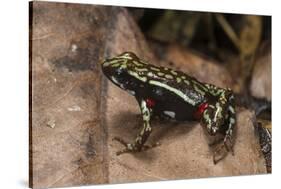 Phantasmal Poison Arrow Frog, Ecuador-Pete Oxford-Stretched Canvas