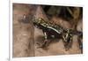 Phantasmal Poison Arrow Frog, Ecuador-Pete Oxford-Framed Photographic Print