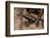 Phantasmal Poison Arrow Frog, Ecuador-Pete Oxford-Framed Photographic Print