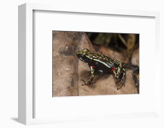 Phantasmal Poison Arrow Frog, Ecuador-Pete Oxford-Framed Photographic Print