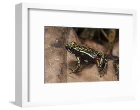 Phantasmal Poison Arrow Frog, Ecuador-Pete Oxford-Framed Photographic Print