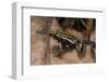 Phantasmal Poison Arrow Frog, Ecuador-Pete Oxford-Framed Photographic Print