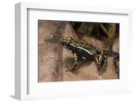 Phantasmal Poison Arrow Frog, Ecuador-Pete Oxford-Framed Photographic Print