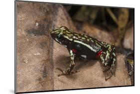 Phantasmal Poison Arrow Frog, Ecuador-Pete Oxford-Mounted Photographic Print