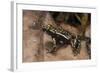 Phantasmal Poison Arrow Frog, Ecuador-Pete Oxford-Framed Photographic Print