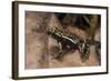 Phantasmal Poison Arrow Frog, Ecuador-Pete Oxford-Framed Photographic Print