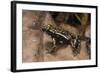 Phantasmal Poison Arrow Frog, Ecuador-Pete Oxford-Framed Photographic Print