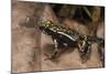 Phantasmal Poison Arrow Frog, Ecuador-Pete Oxford-Mounted Photographic Print