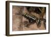 Phantasmal Poison Arrow Frog, Ecuador-Pete Oxford-Framed Photographic Print