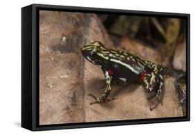 Phantasmal Poison Arrow Frog, Ecuador-Pete Oxford-Framed Stretched Canvas