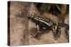 Phantasmal Poison Arrow Frog, Ecuador-Pete Oxford-Stretched Canvas