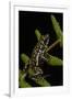 Phantasmal Poison Arrow Frog, Ecuador-Pete Oxford-Framed Photographic Print