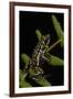 Phantasmal Poison Arrow Frog, Ecuador-Pete Oxford-Framed Photographic Print