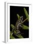 Phantasmal Poison Arrow Frog, Ecuador-Pete Oxford-Framed Photographic Print