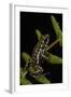 Phantasmal Poison Arrow Frog, Ecuador-Pete Oxford-Framed Photographic Print