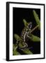 Phantasmal Poison Arrow Frog, Ecuador-Pete Oxford-Framed Photographic Print