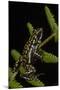 Phantasmal Poison Arrow Frog, Ecuador-Pete Oxford-Mounted Photographic Print