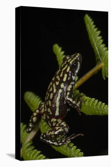 Phantasmal Poison Arrow Frog, Ecuador-Pete Oxford-Stretched Canvas