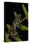 Phantasmal Poison Arrow Frog, Ecuador-Pete Oxford-Stretched Canvas