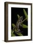 Phantasmal Poison Arrow Frog, Ecuador-Pete Oxford-Framed Photographic Print