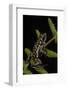 Phantasmal Poison Arrow Frog, Ecuador-Pete Oxford-Framed Photographic Print