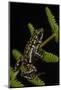 Phantasmal Poison Arrow Frog, Ecuador-Pete Oxford-Mounted Photographic Print