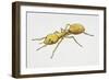 Pharaoh's Ant (Monomorium Pharaonis), Formicidae, Artwork by Tim Hayward-null-Framed Giclee Print