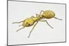 Pharaoh's Ant (Monomorium Pharaonis), Formicidae, Artwork by Tim Hayward-null-Mounted Giclee Print