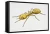 Pharaoh's Ant (Monomorium Pharaonis), Formicidae, Artwork by Tim Hayward-null-Framed Stretched Canvas