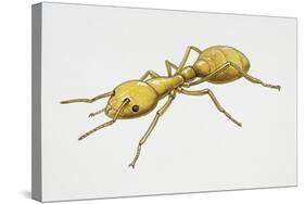 Pharaoh's Ant (Monomorium Pharaonis), Formicidae, Artwork by Tim Hayward-null-Stretched Canvas