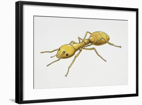 Pharaoh's Ant (Monomorium Pharaonis), Formicidae, Artwork by Tim Hayward-null-Framed Giclee Print