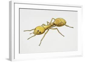 Pharaoh's Ant (Monomorium Pharaonis), Formicidae, Artwork by Tim Hayward-null-Framed Giclee Print