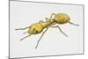 Pharaoh's Ant (Monomorium Pharaonis), Formicidae, Artwork by Tim Hayward-null-Mounted Giclee Print
