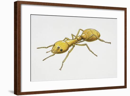 Pharaoh's Ant (Monomorium Pharaonis), Formicidae, Artwork by Tim Hayward-null-Framed Giclee Print