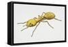 Pharaoh's Ant (Monomorium Pharaonis), Formicidae, Artwork by Tim Hayward-null-Framed Stretched Canvas