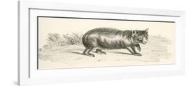 Phascolonus of the Wombat Family. Australian Marsupial-null-Framed Giclee Print