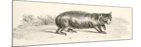 Phascolonus of the Wombat Family. Australian Marsupial-null-Mounted Giclee Print