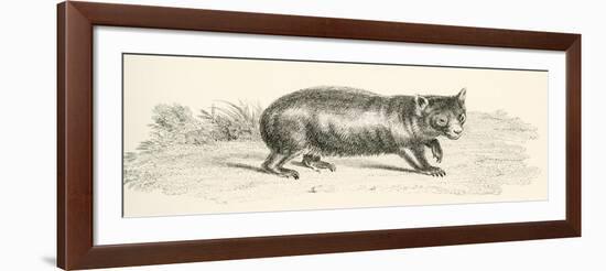 Phascolonus of the Wombat Family. Australian Marsupial-null-Framed Giclee Print