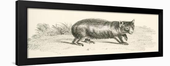 Phascolonus of the Wombat Family. Australian Marsupial-null-Framed Giclee Print