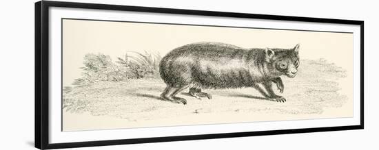 Phascolonus of the Wombat Family. Australian Marsupial-null-Framed Giclee Print