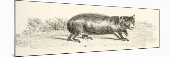 Phascolonus of the Wombat Family. Australian Marsupial-null-Mounted Giclee Print