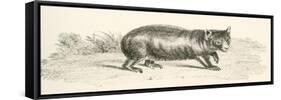 Phascolonus of the Wombat Family. Australian Marsupial-null-Framed Stretched Canvas