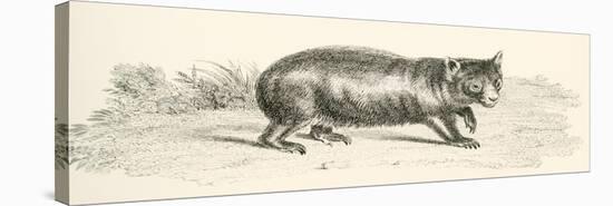 Phascolonus of the Wombat Family. Australian Marsupial-null-Stretched Canvas