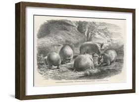 Phascolymus Latifrons Wombats in the Jardin d'Acclimatation in the Bois de Boulogne Paris-C. Jaque-Framed Art Print