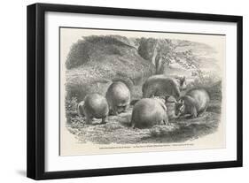 Phascolymus Latifrons Wombats in the Jardin d'Acclimatation in the Bois de Boulogne Paris-C. Jaque-Framed Art Print