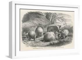 Phascolymus Latifrons Wombats in the Jardin d'Acclimatation in the Bois de Boulogne Paris-C. Jaque-Framed Art Print