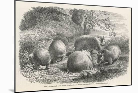 Phascolymus Latifrons Wombats in the Jardin d'Acclimatation in the Bois de Boulogne Paris-C. Jaque-Mounted Art Print