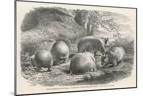 Phascolymus Latifrons Wombats in the Jardin d'Acclimatation in the Bois de Boulogne Paris-C. Jaque-Mounted Art Print